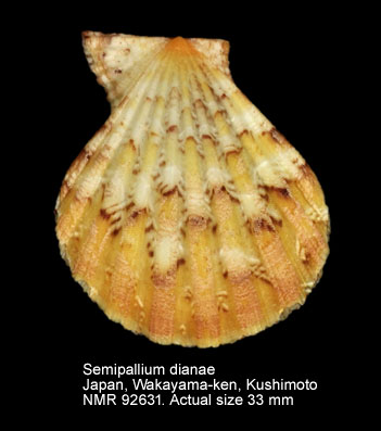 Semipallium dianae (5).jpg - Semipallium dianae (Crandall,1979)